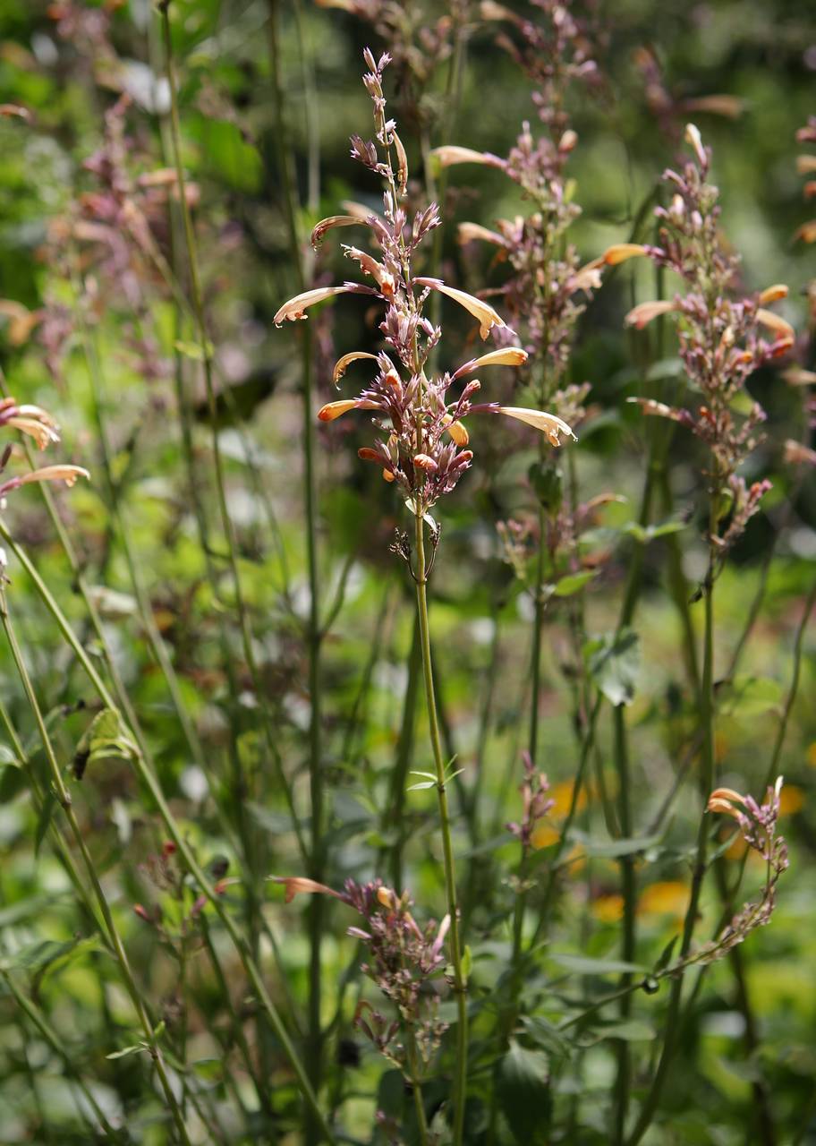 Photo of Agastache